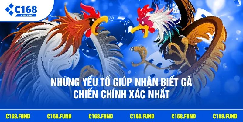Những yếu tố giúp nhận biết gà chiến chính xác nhất